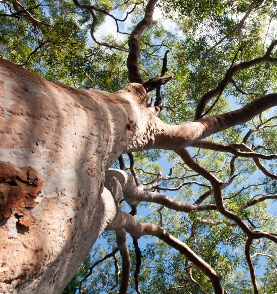 Tree Pruning Brisbane Competitive Pricing