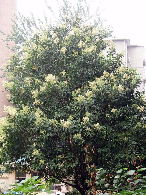 Broad-leaved privet, from Wikimedia Commons
