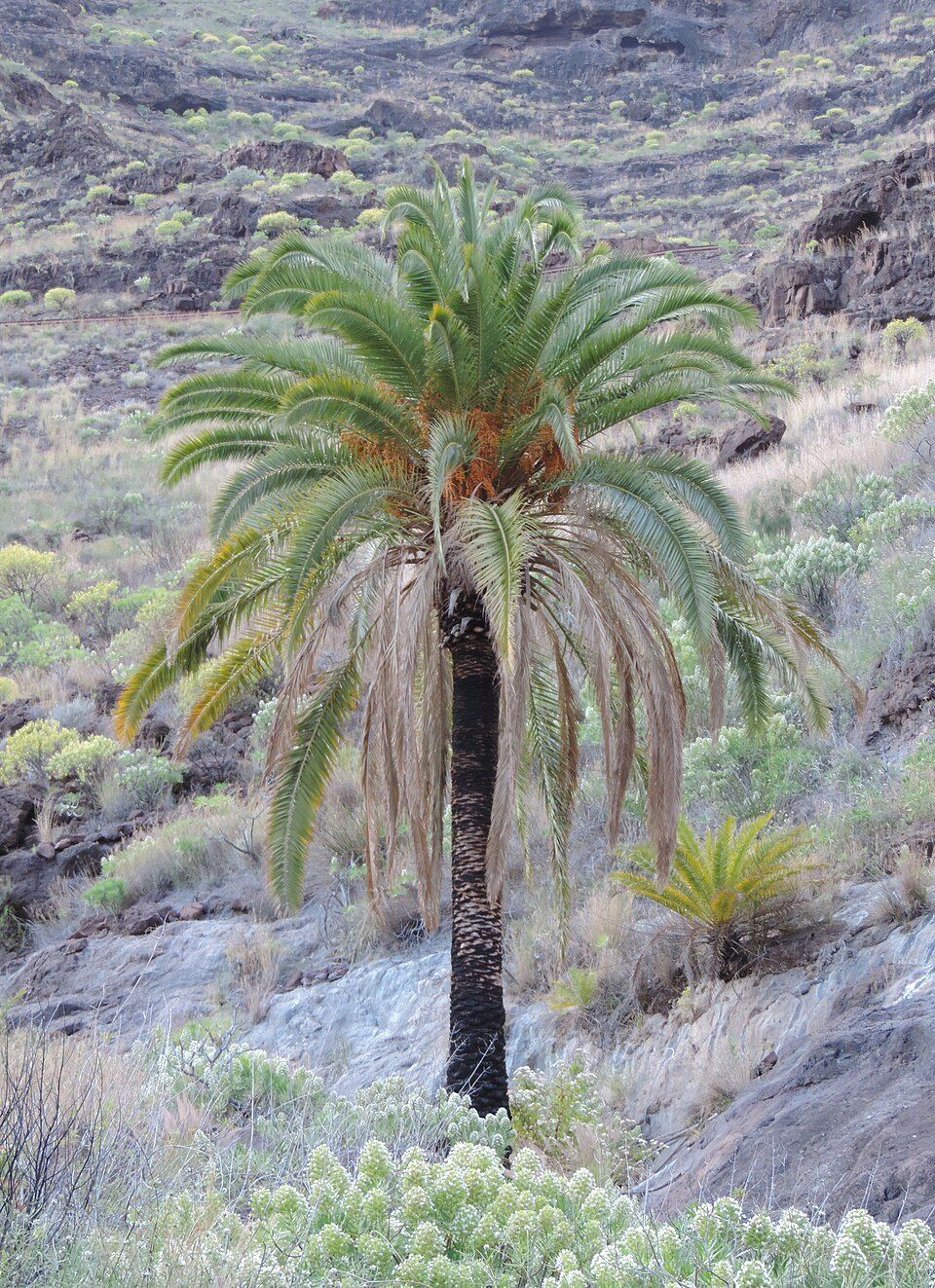 Canary Island date palm, from Wikimedia Commons