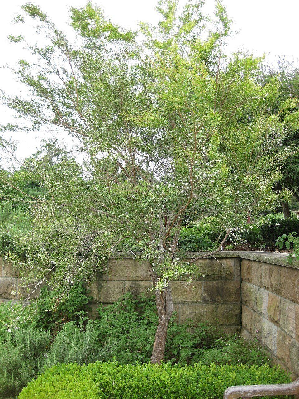 Lemon-scented tea tree, from Wikimedia Commons