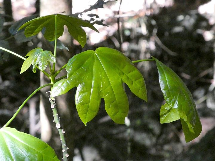 Illawarra flame tree leaves