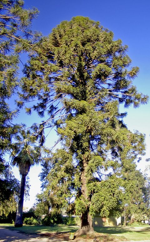 Bunya pine, from Wikimedia Commons