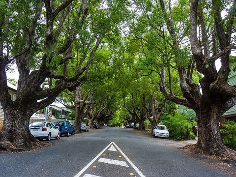 A camphor laurel tree in Brisbane