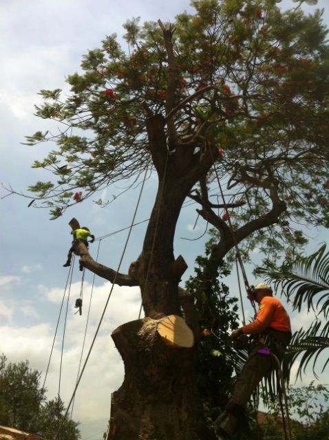 Arborist working high in a tree canopy with ropes and harness
