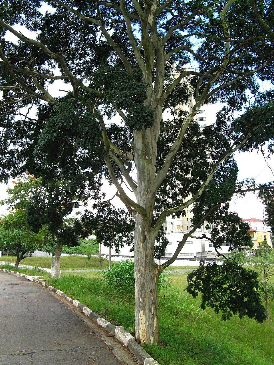 Leopard tree, from Wikimedia Commons