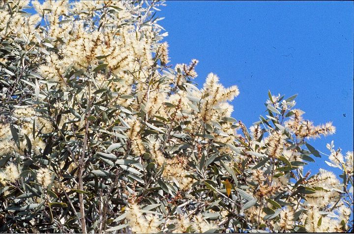 A broad-leaved paperbark tree
