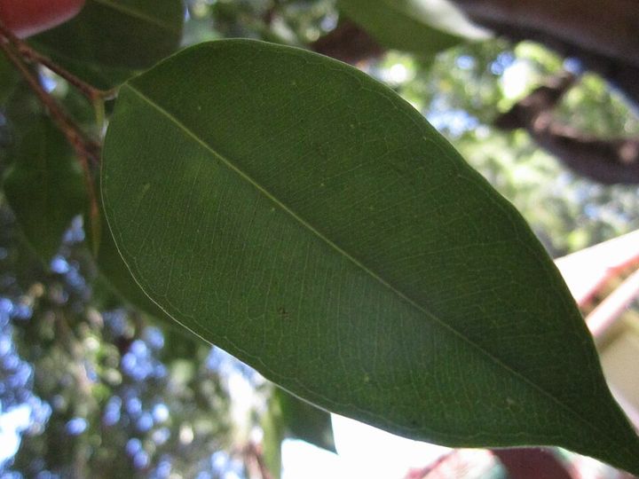 Weeping fig leaves up close