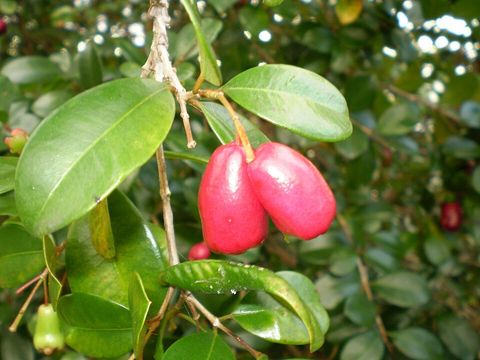 Lilly pilly, from Wikimedia Commons