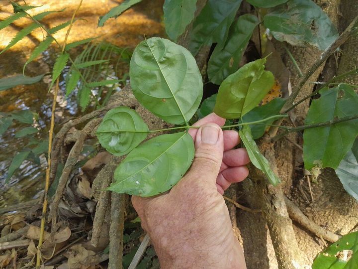 Pongamia leaves