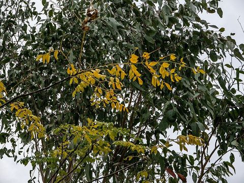 White cedar leaves in a Brisbane park