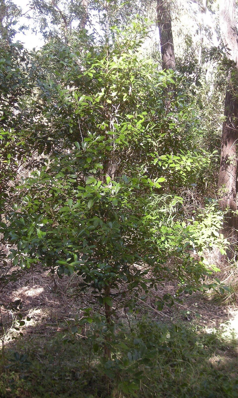 Muttonwood, from Wikimedia Commons
