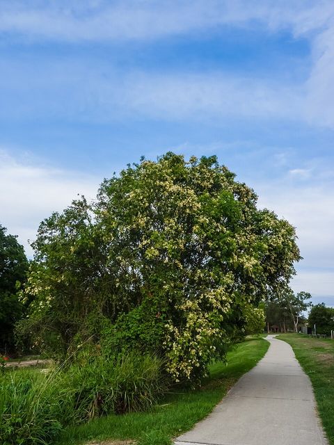 A weeping lilly pilly tree in a Brisbane park