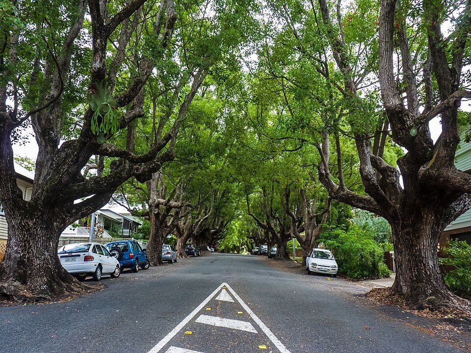 A camphor laurel tree in Brisbane