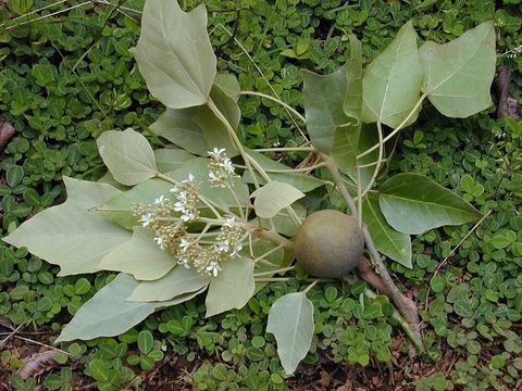 Candlenut, from Wikimedia Commons