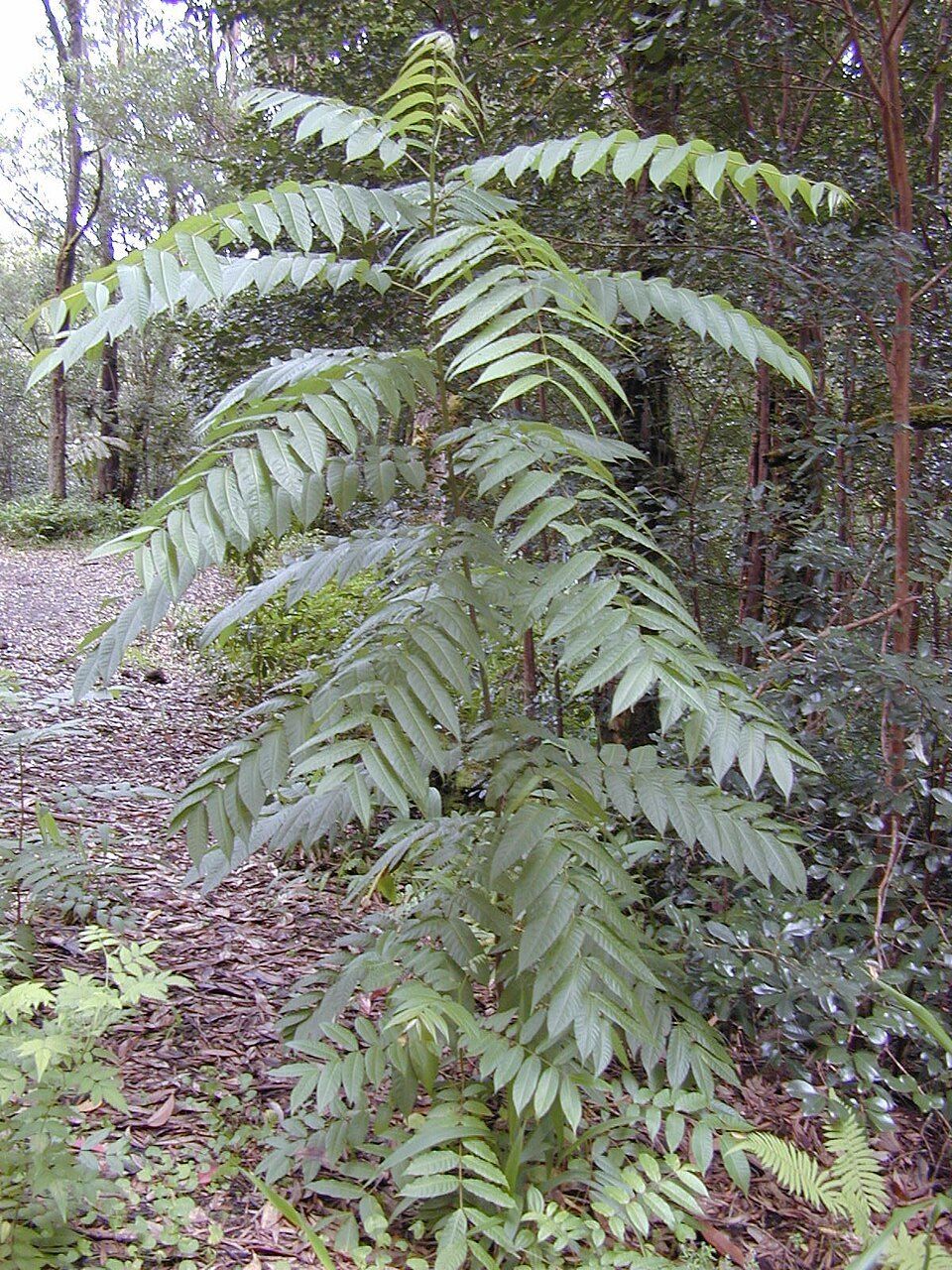Red cedar, from Wikimedia Commons