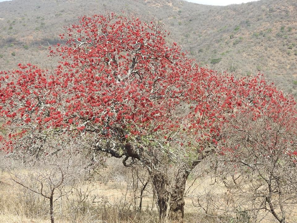 Parrot tree, from Wikimedia Commons