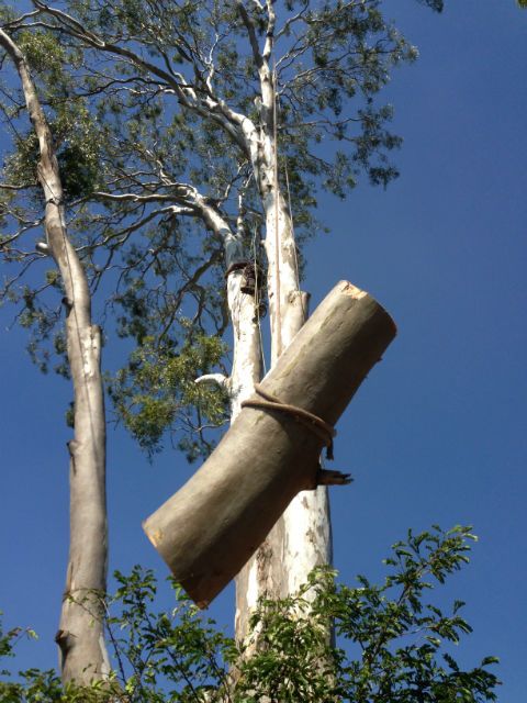 A cut section of trunk lowered on a rope
