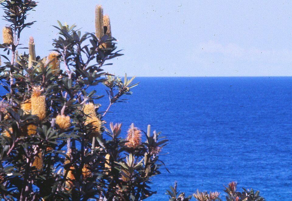 Coast banksias at Burleigh Heads on the Gold Coast
