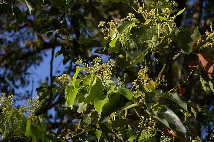 Camphor laurel flowers up close