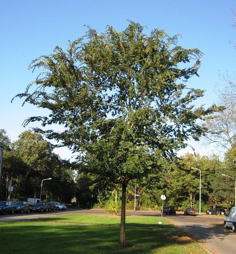 Chinese elm, from Wikimedia Commons