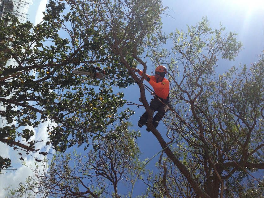 Arborist in a harness pruning a large tree canopy