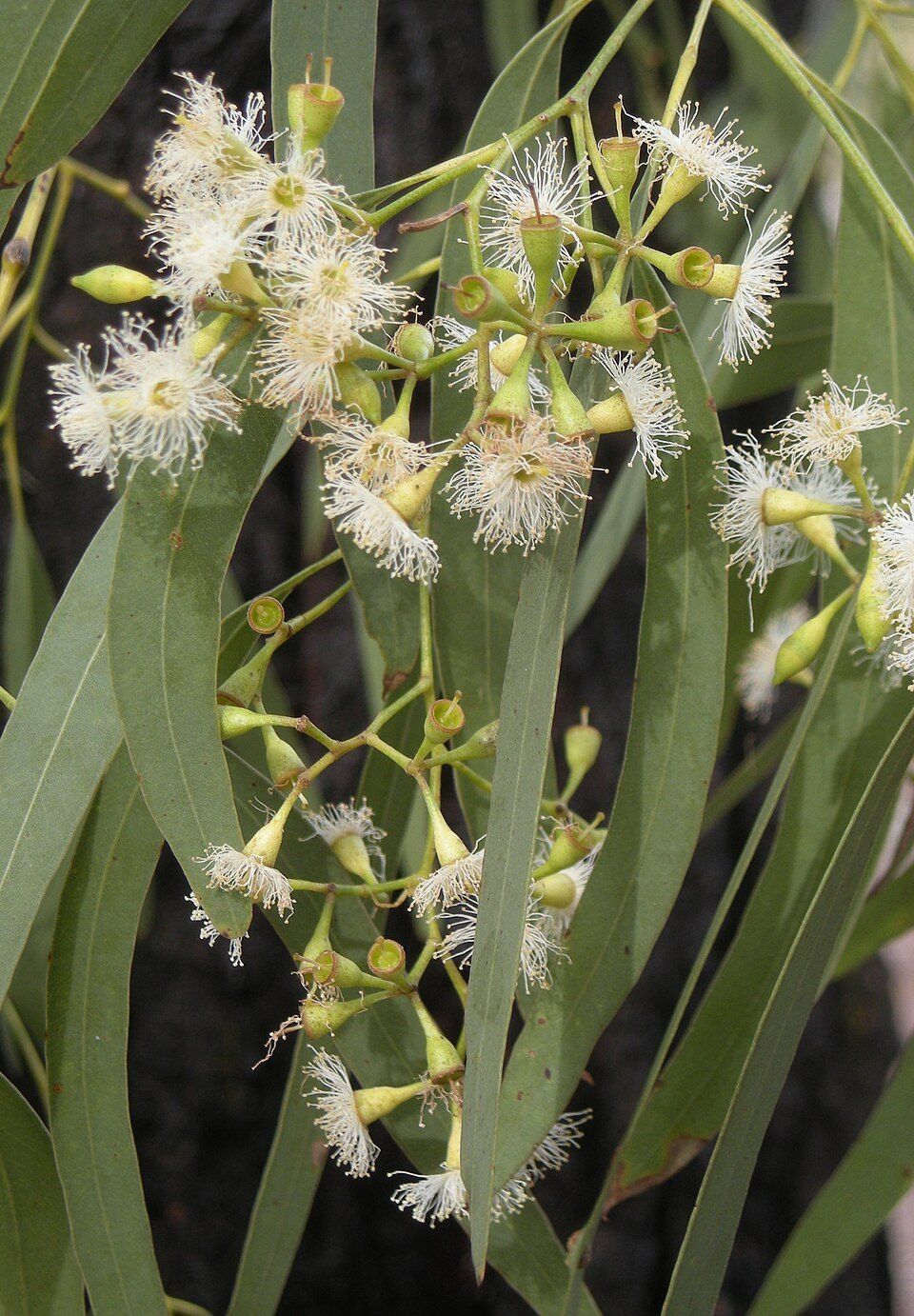 Narrow-leaved ironbark, from Wikimedia Commons