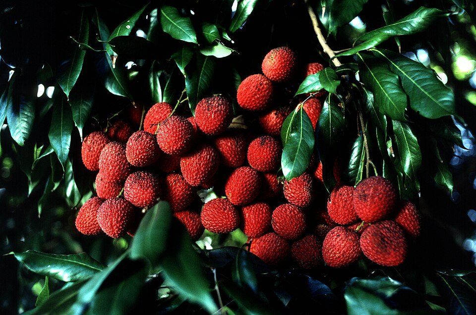 Lychee tree, from Wikimedia Commons