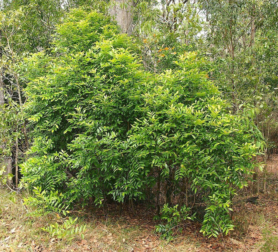 Cheese tree, from Wikimedia Commons