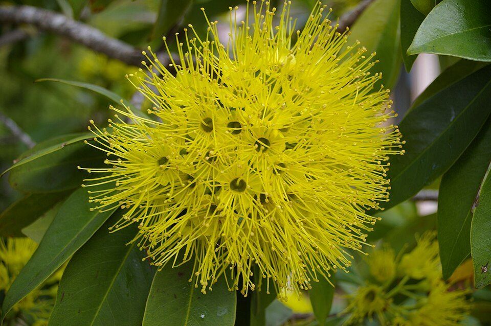 A golden penda tree in Brisbane