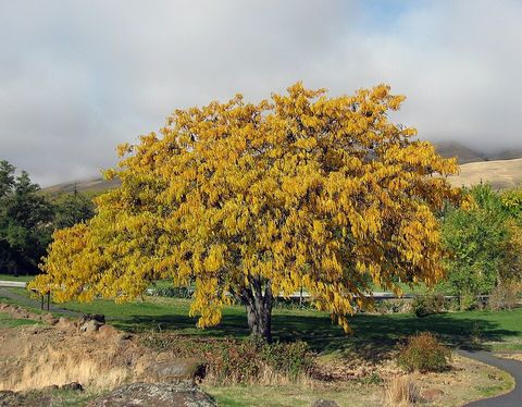 Honey locust, from Wikimedia Commons
