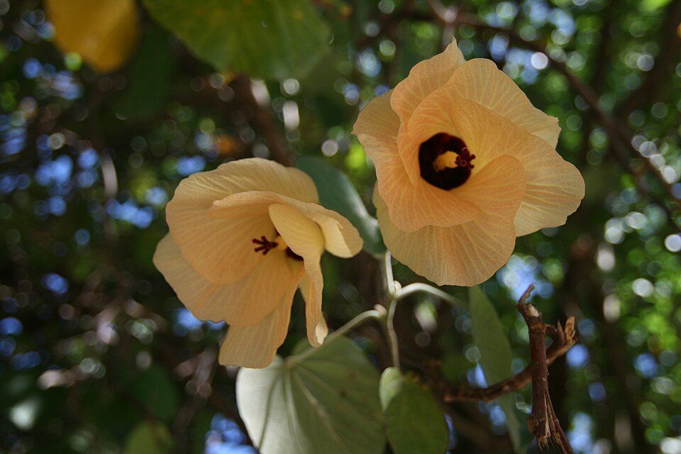 Cottonwood, from Wikimedia Commons