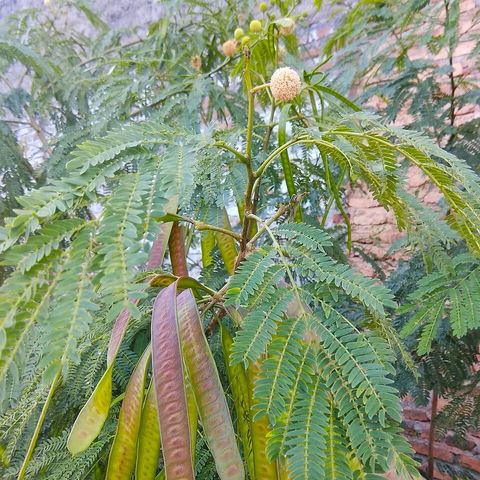 Leucaena, from Wikimedia Commons