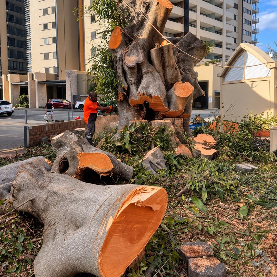 Sections of a large tree cut down beside apartment buildings, with one of our crew at the stump