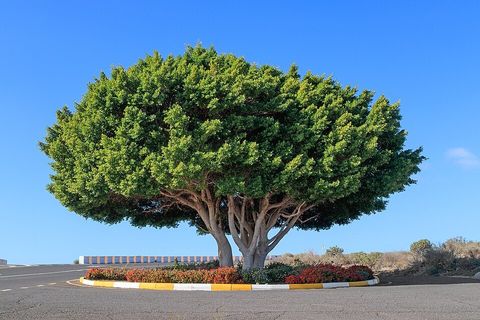 Hill's fig, from Wikimedia Commons