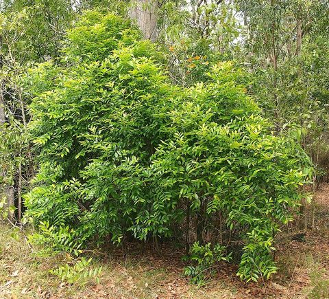 Cheese tree, from Wikimedia Commons