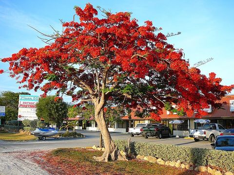 Poinciana, from Wikimedia Commons