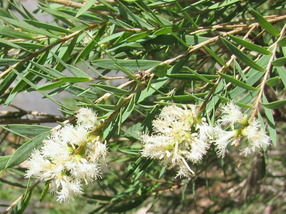 Snow-in-summer, from Wikimedia Commons
