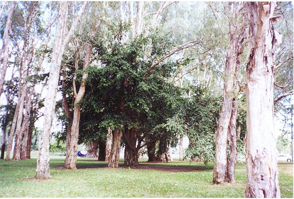 A weeping fig tree in Queensland