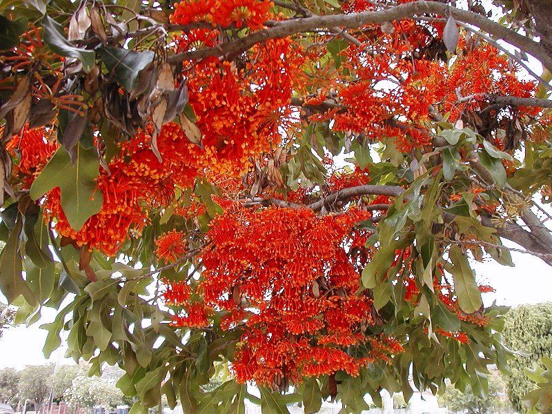 A firewheel tree in Queensland