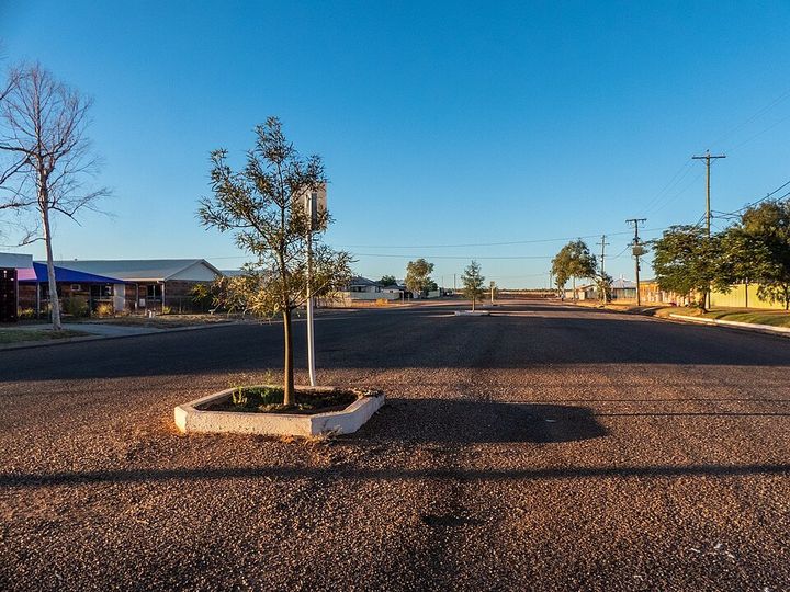 A Queensland bottle tree
