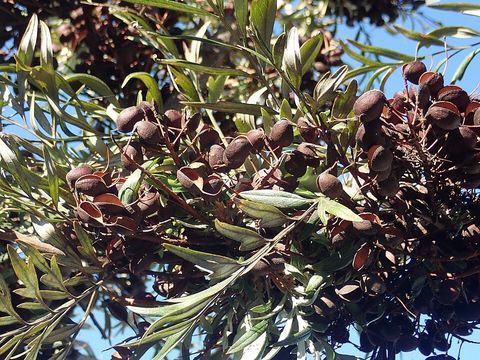 Silky oak, from Wikimedia Commons