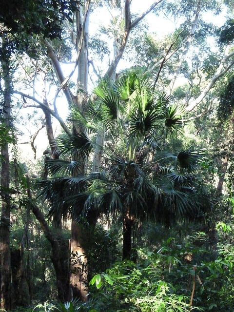Cabbage tree palm, from Wikimedia Commons