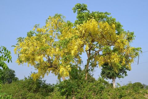 Golden shower tree, from Wikimedia Commons