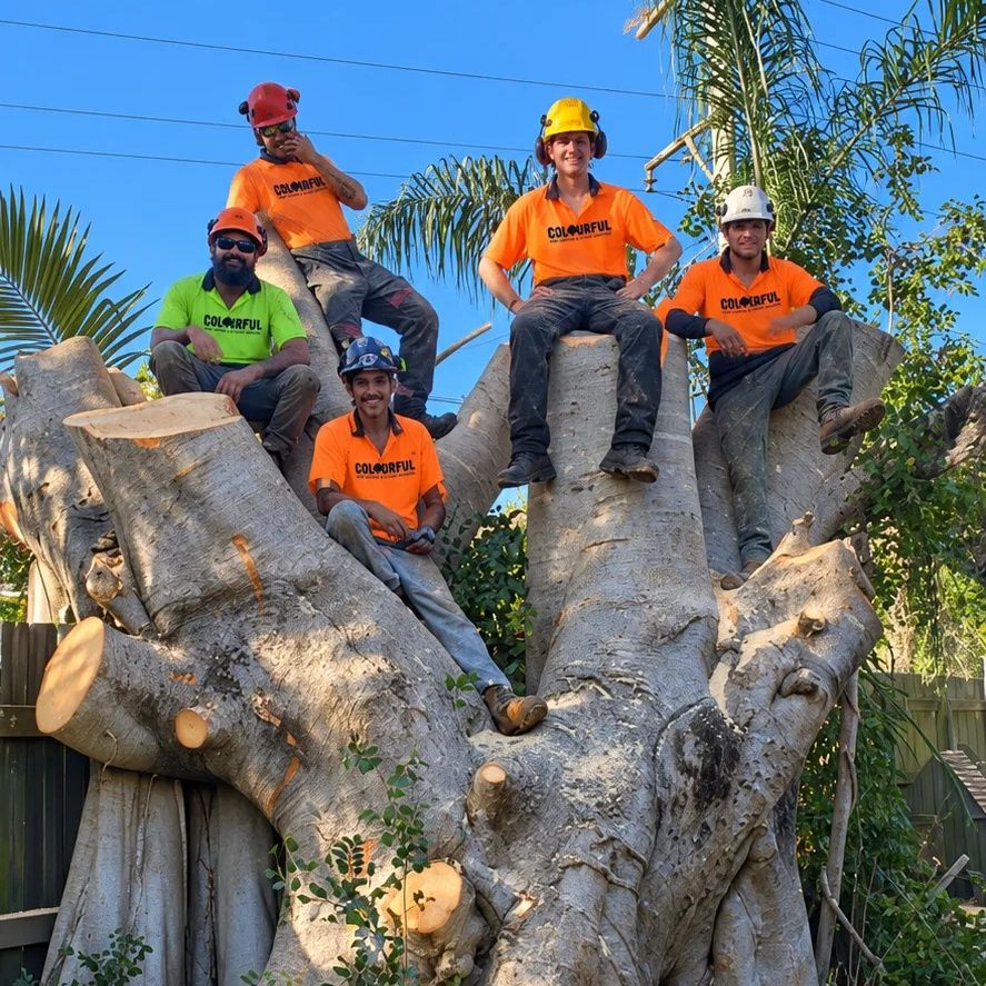 Five of the crew in helmets sitting on the cut trunk of a huge fig tree