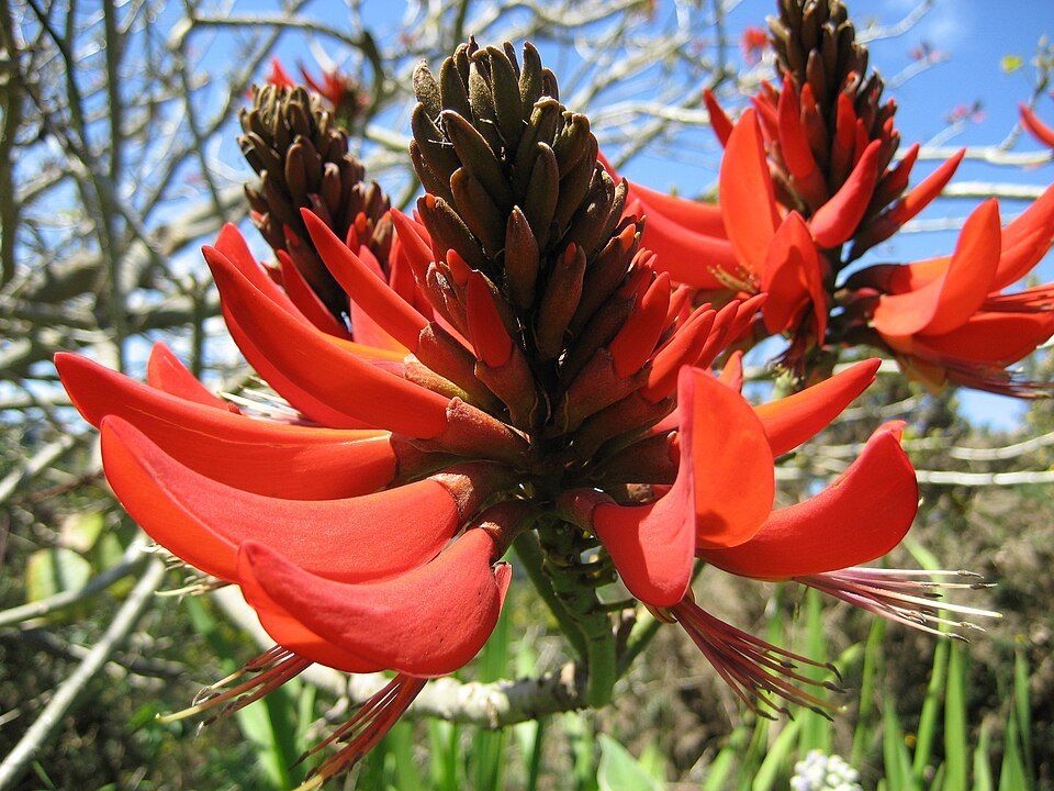 Common coral tree, from Wikimedia Commons
