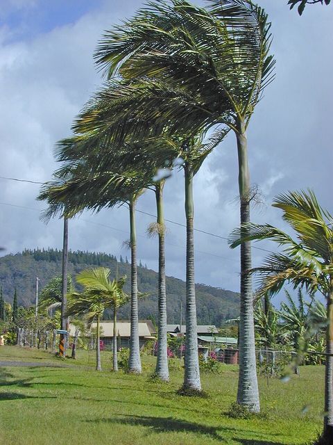 Alexander palm, from Wikimedia Commons