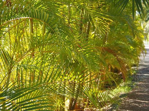 A clump of golden cane palms beside a path