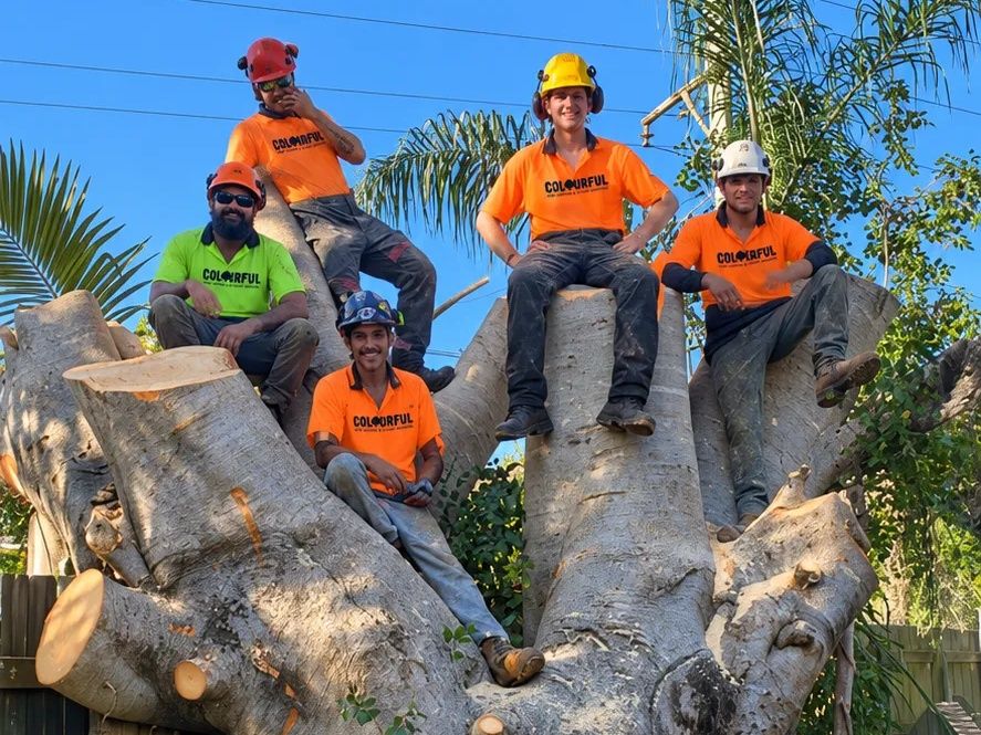 Five of our crew in helmets sitting on the cut trunk of a huge fig tree