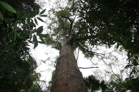 Tallowwood, from Wikimedia Commons