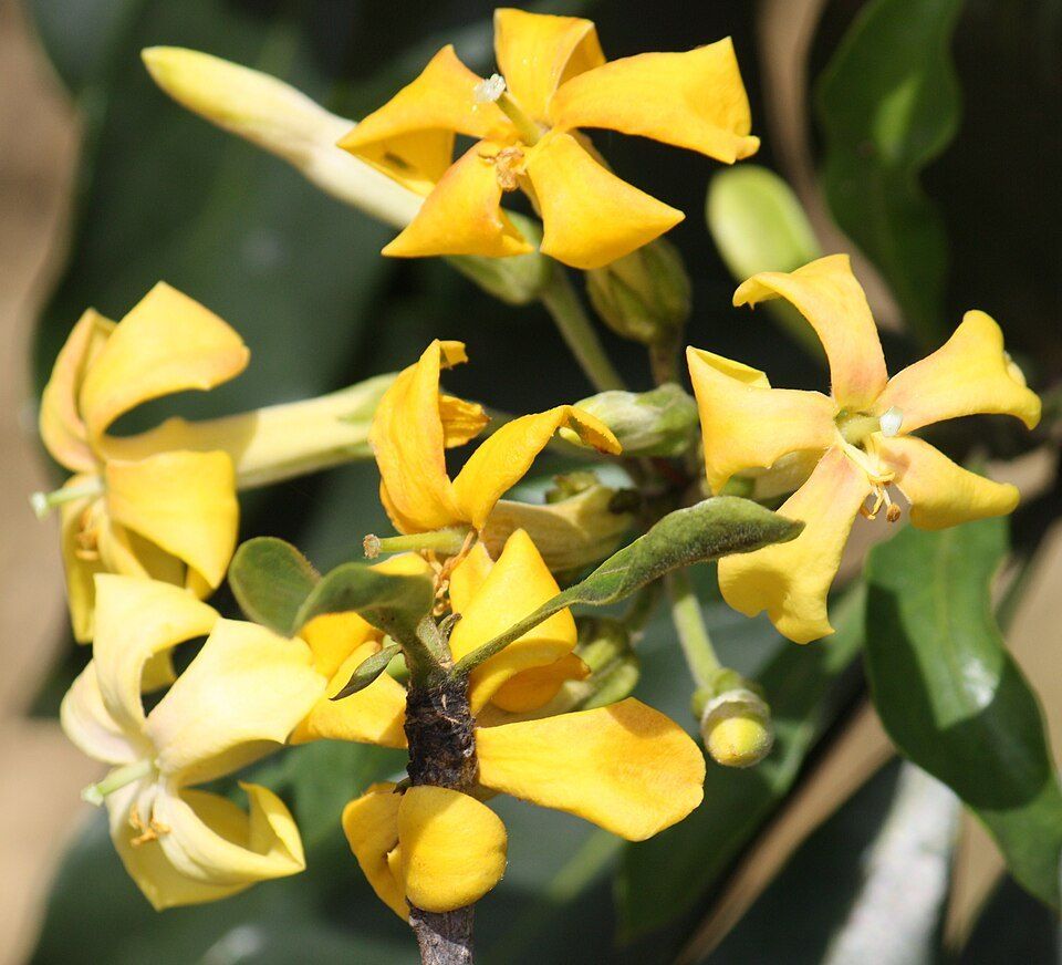 Native frangipani, from Wikimedia Commons